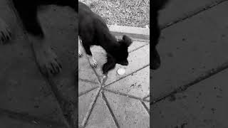 #video #travel #shorts #dog