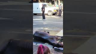 Carriage Horse Collapses In NYC From Heat Exhaustion