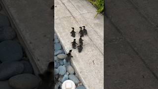 Ducklings Racing 😍😍😍