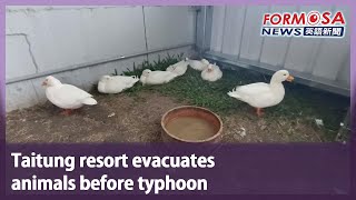 Taitung resort evacuates animals before typhoon｜Taiwan News