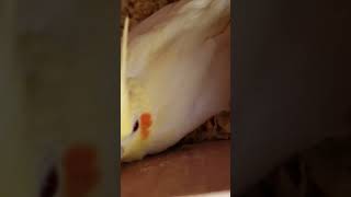 Adorable 2-Week-Old Cockatiel Chick: 2 Weeks of Cuteness! 🐣💕 #CockatielChick #BabyBird #