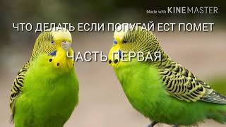 ☺ЧТО ДЕЛАТЬ ЕСЛИ ПОПУГАЙ ЕСТ СВОЙ ЖЕ ПОМЕТ?ЧАСТЬ ПЕРВАЯ!☺|Гоша Гороша