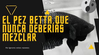 🖐️El pez BETTA que NUNCA deberías MEZCLAR 🚫🚫