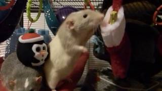 Remy and Oliver opening their christmas presents!