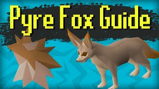 Quick Pyre Fox Guide - OSRS Hunter Rumours 2024