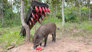 Best Quick Powerful Wild Pig Trap #shortvideo #shorts