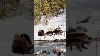 the wolf group surrounded the bison