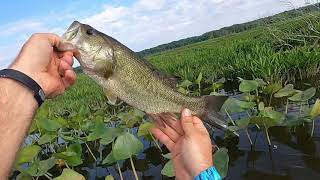 Mattawoman Bass and snake head fishing