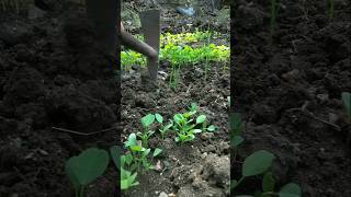 weeding fenugreek plants #nature #farming #fenugreek #shorts