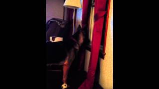 German Shepherd Dog Mimics Fire Siren! Funny!