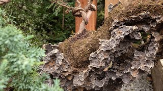 Nursery Stock Rock Planting