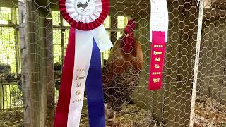 The Chickens of Hymers Fair