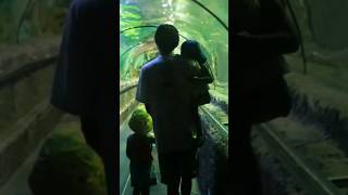 Sea world ancol tunnel aquarium #familyvlog #shorts