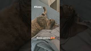 Моей приёмной девочке Коко скоро год🤩🤩и нам все по феншую🤩🤩 #безкотажизньнета #cat