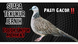 Suara Tekukur Gacor, Ampuh Untuk Pancingan Memikat. Langsung Nyahut...