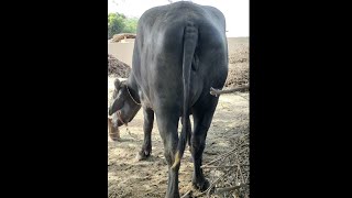 Short Buffalo video