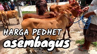 Harga Pedet Asembagus terbaru