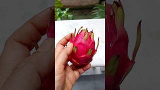 Dragon Fruit ✨ | #shorts #dragonfruit