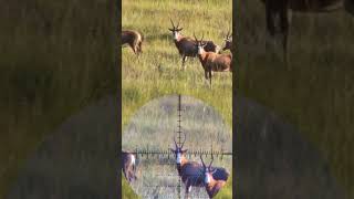 Blesbuck hunting in South Africa slowmo! #blesbuck