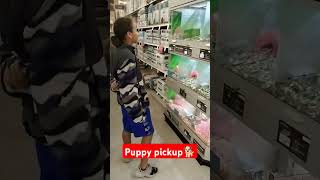 Puppy pickup #life #pov #dog #family #2024 #shorts #how #youtubeshorts #pets#animals