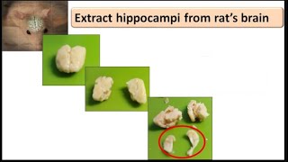 Extract hippocampi from rat's brain