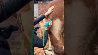 The Trace Clip - How To Clip A Horses Back Leg Area #horseclipping #horse #equestrian #horseclippers