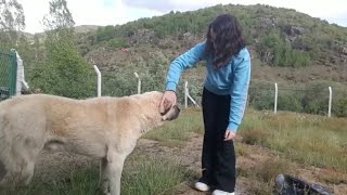 Köyde Vlog 2 / (köpeklerle bir gün)🐶🐕