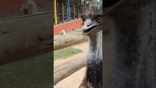 Emu is Large Flightless Bird #emu #nature #facts #birds #wildanimals