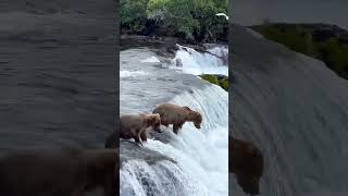 ভাল্লুকের মাছ শিকার bear fishing in mountain springs #shorts #bear #spring #hunting #animalshorts