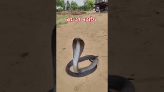 #viralvideo #snake #harharmahadev Indian spectacle cobra