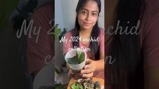 My New Orchid collection 2024 #shorts #youtubeshorts #orchid