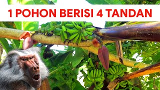 Pohon Pisang Unik dan Langka 1 Pohon 4 Tandan