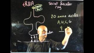 tRNA, Amino Acids and the Secret decoder ring