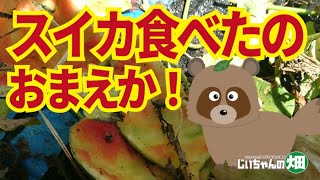 スイカがかじられてる。イノシシではない、カラスでもないとすると、おまえか！【スイカ食害】7/22