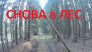 Возвращение к лесному фундаменту.  Часть первая