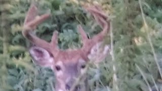 Spotting Late Summer Whitetails