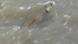 Humber River Salmon Fishing, huge Salmon, catch and release