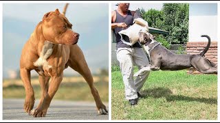 Top 10 cosas que no sabias de la raza  pitbull