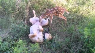 "Mama" Brest-feeding a fawn (baby deer) 2