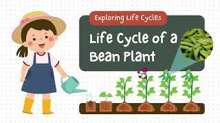 Life Cycle of a Bean Plant Educational Presentation #educationalvideo #biology #biodiversity