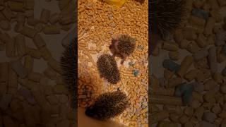 Ежемамки после уборки ч.2 #hedgehog #animalfunny #cute #cuteanimals #ежата #ежик