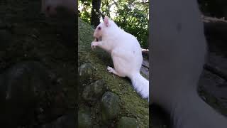 two white squirrels in one place