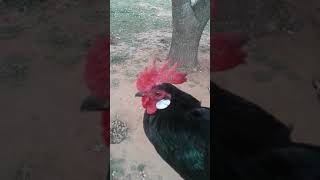 Tiny Rooster Escaped!-Perils in the Farmyard-Mr. Link