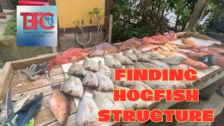 Hogfish Structure!  What to look for when fishing offshore.