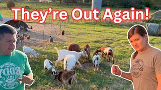 These goats have worn out their welcome!  Moving them to their new home!