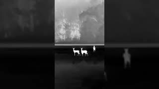 Use Xinfrared T2 Pro thermal monocular to see the deer. #deerhunting #thermalcamera #T2Pro#infiray