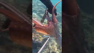 LA PESCA SUBMARINA DEL PULPO GRANDE UN ALIMENTO SANO Y DELICIOSO ESTE LO SOLTAMOS