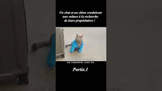 Un chat et un chien conduisent une voiture à la recherche de leurs propriétaires !1/3#shorts