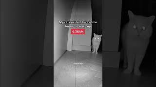 My Cat Woke Me Up At 6:40AM 🤦🏻‍♀️ #britishshorthair #catlover #catvideos