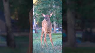 Baby Elk Calls for Mom